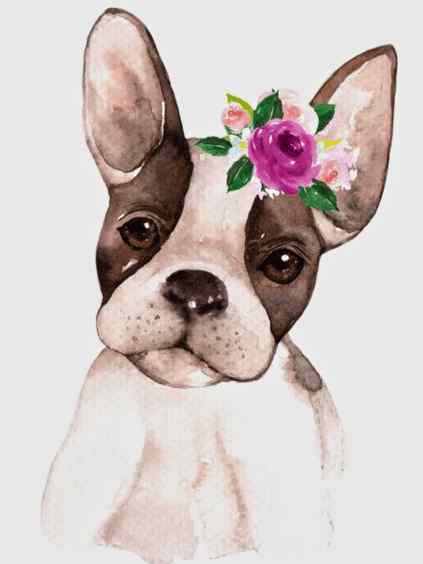 Virágos Boston terrier kivarrható gobelin (MG-398)