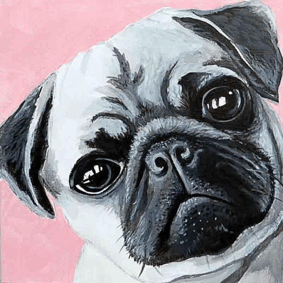 mopsz kivarrható gobelin (mg 402) normál alapon 20x20 cm
