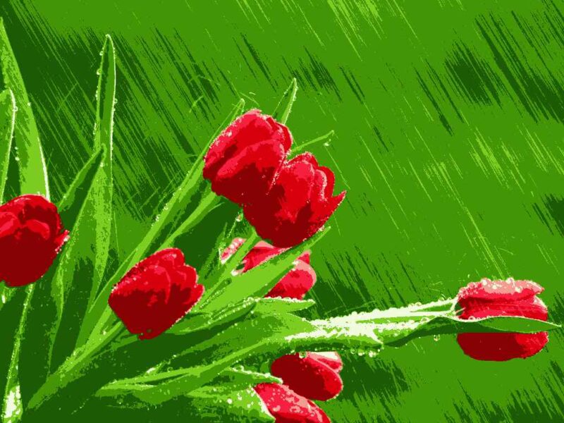 vi-004 Tulipánok kivarrható gobelin (Vi-004)