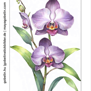 elbűvölő orchideák (mg 1110) elbűvölő orchideák (mg 1110)
