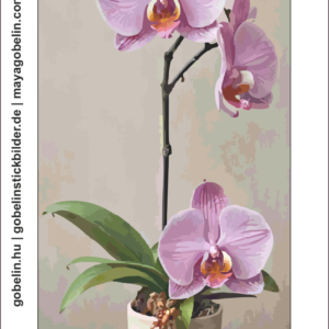 elbűvölő orchideák (mg 1110) elbűvölő orchideák (mg 1110)